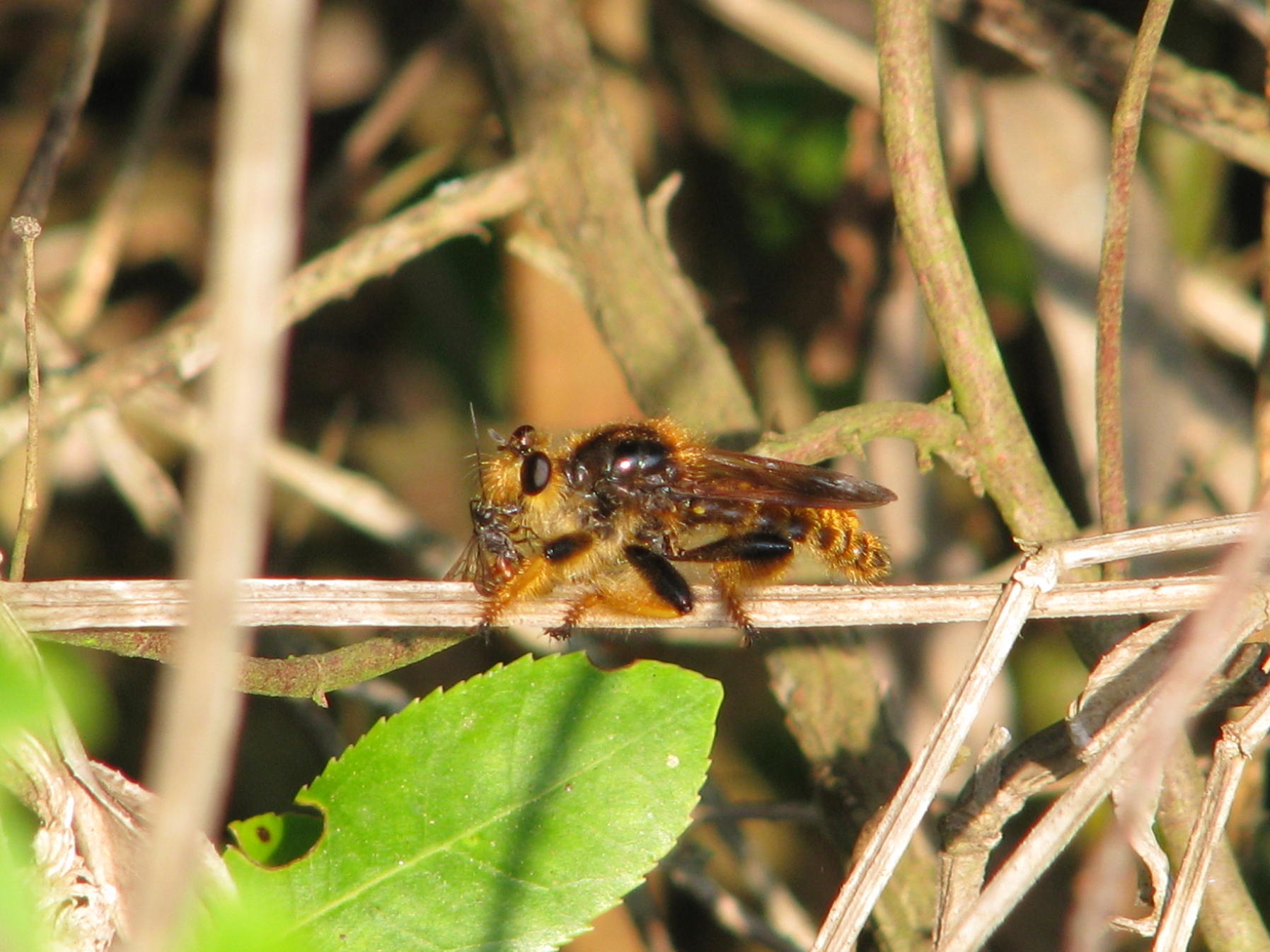 asilide terribile